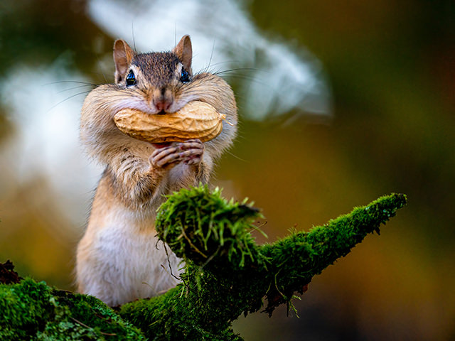 シマリスのなつかせ方